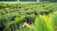 NZ Palms, Cycads and Subtropical Plants image 3